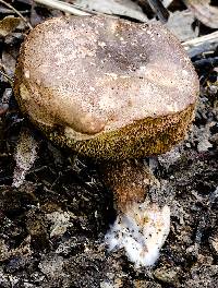 Tylopilus felleus image