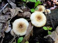 Lentinus tigrinus image