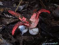 Clathrus archeri image