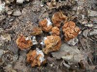 Gyromitra gigas image