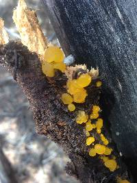 Dacrymyces stillatus image