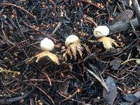 Geastrum minimum image