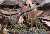 Psilocybe alutacea image