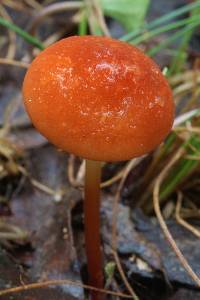 Marasmius elegans image