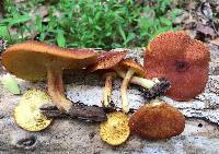 Tricholomopsis rutilans image