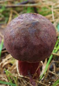 Boletus barragensis image