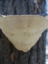 Trametes gibbosa image