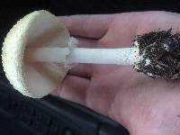 Amanita velatipes image