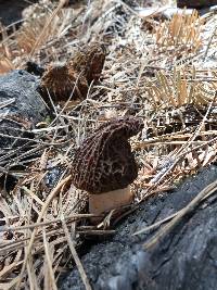 Morchella sextelata image