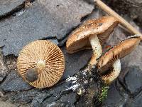 Pholiota highlandensis image