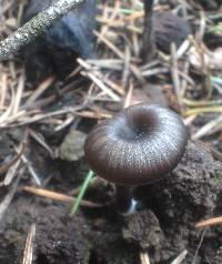 Myxomphalia maura image