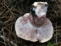 Hygrophorus purpurascens image