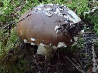 Amanita pantherinoides image