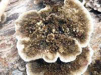 Hexagonia hydnoides image