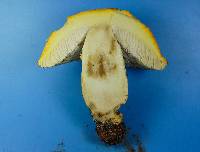 Amanita persicina image