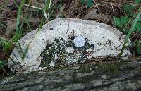 Trametes gibbosa image