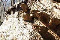 Daedalea quercina image