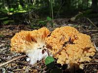 Ramaria rasilispora image