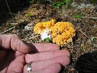 Ramaria rasilispora image