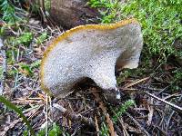 Royoporus badius image