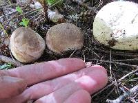 Lycoperdon subcretaceum image