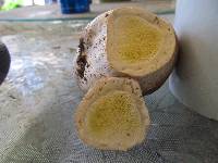 Lycoperdon subcretaceum image