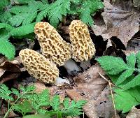 Morchella americana image