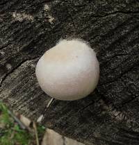 Reticularia lycoperdon image