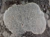 Pertusaria lactea image