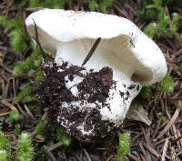 Hygrophorus subalpinus image