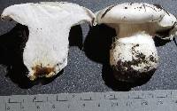 Hygrophorus subalpinus image