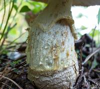 Amanita persicina image