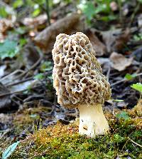 Morchella americana image