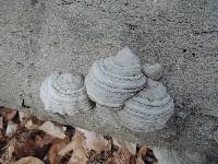 Fomes excavatus image
