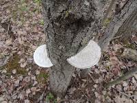 Trametes gibbosa image