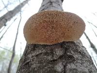Trametes gibbosa image