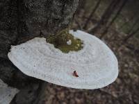 Trametes gibbosa image