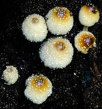 Coprinellus truncorum image