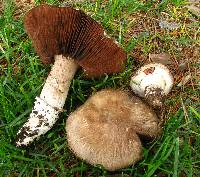 Agaricus bitorquis image