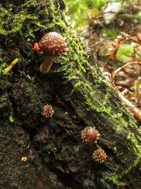 Psathyrella echinata image