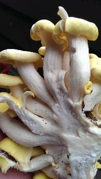 Pleurotus citrinopileatus image