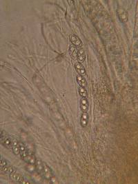 Neottiella albocincta image