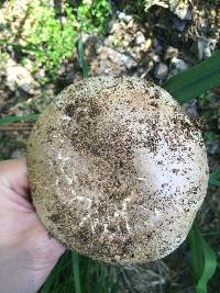 Agaricus bisporus image