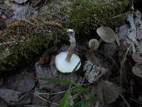 Polyporus ciliatus image