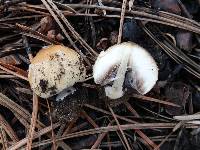 Coprinellus bipellis image