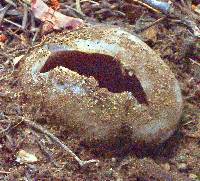 Sarcosphaera coronaria image