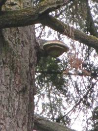 Fomitopsis officinalis image