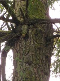 Fomitopsis officinalis image