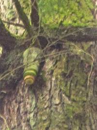 Fomitopsis officinalis image