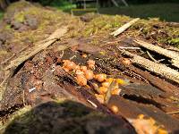 Lycogala epidendrum image